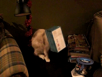 Cats Tissues GIF by AFV Pets