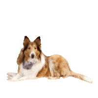 Border Collie Dog Sticker by Weld Realty