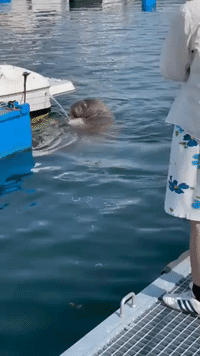 Freya the Walrus Makes Most of Boat's Bilge Pump While in Oslo Bay