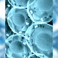 Adult Stem Cells GIF by Just Healthy