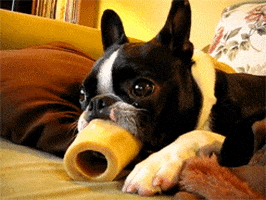 Video gif. Boston terrier lies on a couch, holding a large hollow bone in its mouth; it blinks and licks, and its tongue comes through the center of the bone.