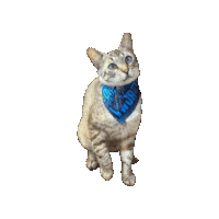 Doctor Who Cat Sticker by Geekster Pets