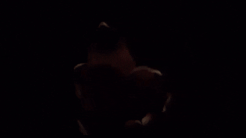 flower bloom GIF by ADWEEK