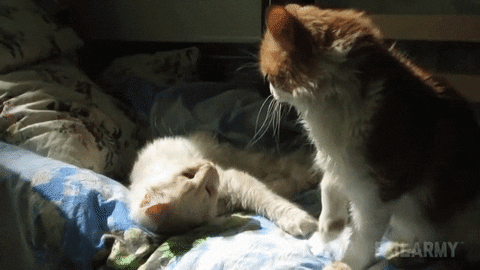 animals being jerks wake GIF