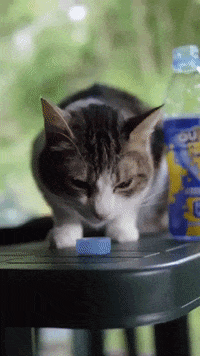 TeamQueso  GIF