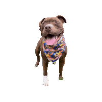 Pit Bull Dog Sticker by Geekster Pets