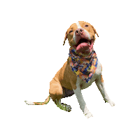 Pit Bull Dog Sticker by Geekster Pets