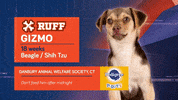 Animal Planet GIF by Puppy Bowl