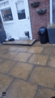 Determined Toddler Escapes Through Cat Flap