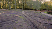 Keukenhof spring tulips lente tulpen GIF
