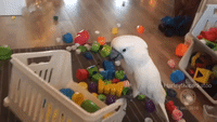 Boastful Bird Lacks Respect for Toy Chest