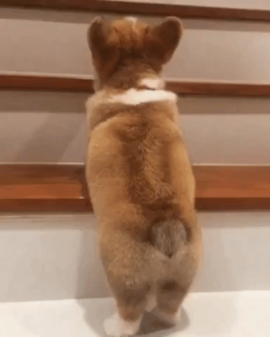 Corgi Dog's First Attempt Climbing the Stairs