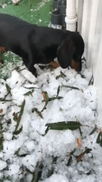 Sausage Dog Inspects Hail After Southeast Queensland Storm