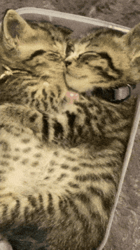 Tired Cat GIF