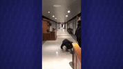 jimmy fallon tumbleweed challenge GIF by Marcie LaCerte