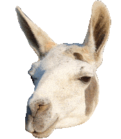 Gg Lama Sticker by GGBooster