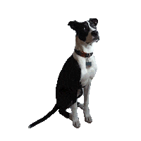 look around dog Sticker by Rainhouse