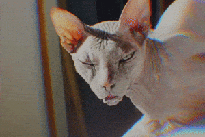 Cat Sphynx GIF