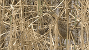 Birds No GIF by U.S. Fish and Wildlife Service