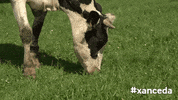 Cow Eat GIF by xanceda