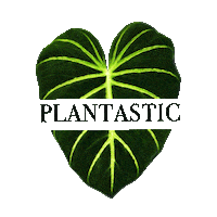 plantastic_ug_ green plant plants monstera Sticker