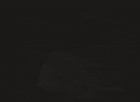 losrumberos retro vintage flores daniel GIF