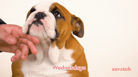 dog GIF