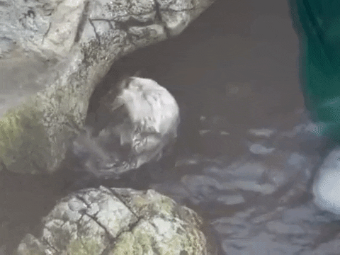 cuteanimalland giphyupload GIF