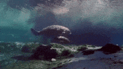 GIF by VISIT FLORIDA