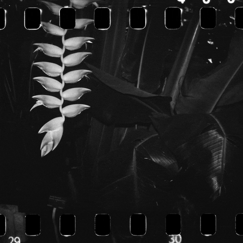 giphyupload GIF