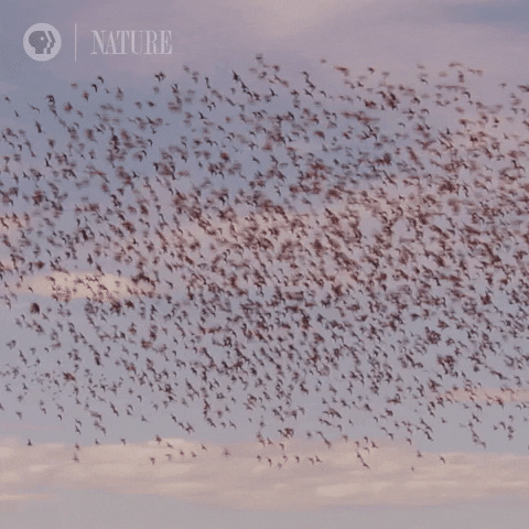 Pbs Nature GIF by Nature on PBS