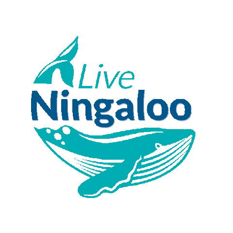 LiveNingaloo exmouth ningaloo whale sharks whalesharks Sticker