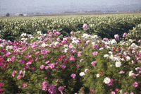 christian_lindfors  GIF