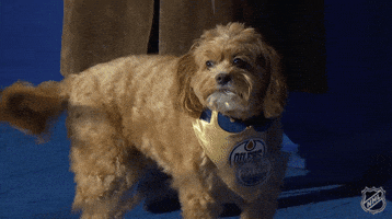 National Hockey League Dog GIF by NHL