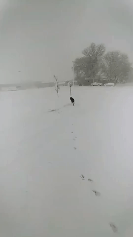 Lost Dog Runs Through Nebraska Blizzard