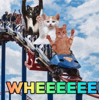 Cats Adventure GIF by Nebraska Humane Society