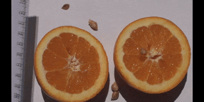 Orange Fruit GIF by DIIMSA Stock