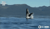 humpback whale GIF by PBS