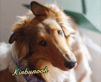 alilodele kirbyrc GIF