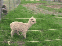 baby life GIF