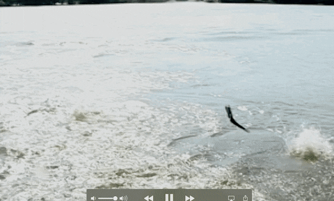 USGSSocialMedia giphyupload happy party excited GIF