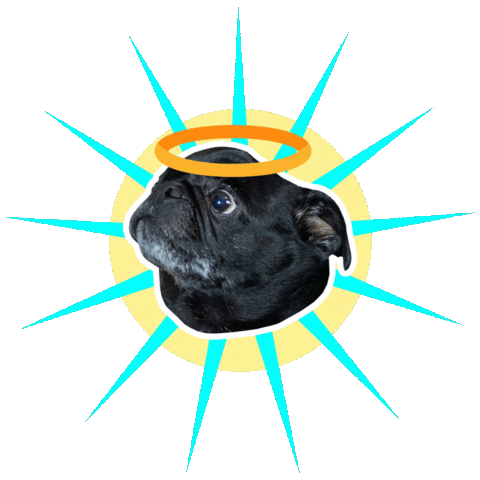 JasonKauz giphyupload pepe pug pepethepug Sticker