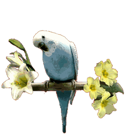 bird STICKER
