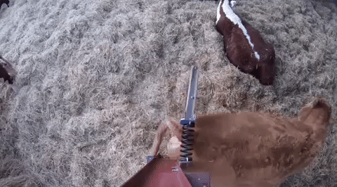 giphygifgrabber GIF