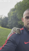 Squirrel Hitches a Ride on Mans Shoulder