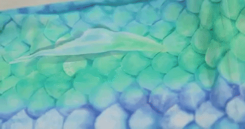 abyss mermaid queue de sirÃ¨ne GIF