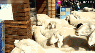 sheeple GIF