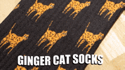 Gingercat GIF by catnipy