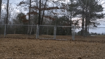 Energetic Corgi Loves to Chase Drone