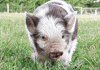 pig GIF